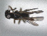  (Ascogaster grahami - RMNH.INS.1531545)  @11 [ ] by-nc-sa (2024) Unspecified Naturalis Biodiversity Centre