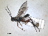  ( - RMNH.INS.1531549)  @11 [ ] by-nc-sa (2024) Unspecified Naturalis Biodiversity Centre