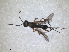  ( - RMNH.INS.1531550)  @11 [ ] by-nc-sa (2024) Unspecified Naturalis Biodiversity Centre