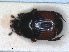  ( - RMNH.INS.1531601)  @11 [ ] by-nc-sa (2024) Unspecified Naturalis Biodiversity Centre