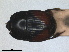  ( - RMNH.INS.1531602)  @11 [ ] by-nc-sa (2024) Unspecified Naturalis Biodiversity Centre