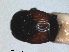  ( - RMNH.INS.1531603)  @11 [ ] by-nc-sa (2024) Unspecified Naturalis Biodiversity Centre