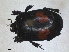 ( - RMNH.INS.1531618)  @11 [ ] by-nc-sa (2024) Unspecified Naturalis Biodiversity Centre