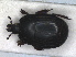  ( - RMNH.INS.1531631)  @11 [ ] by-nc-sa (2024) Unspecified Naturalis Biodiversity Centre