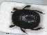  ( - RMNH.INS.1531632)  @11 [ ] by-nc-sa (2024) Unspecified Naturalis Biodiversity Centre