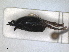  ( - RMNH.INS.1531644)  @11 [ ] by-nc-sa (2024) Unspecified Naturalis Biodiversity Centre