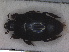  ( - RMNH.INS.1531656)  @11 [ ] by-nc-sa (2024) Unspecified Naturalis Biodiversity Centre