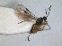  ( - RMNH.INS.1531700)  @11 [ ] by-nc-sa (2024) Unspecified Naturalis Biodiversity Centre
