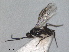  ( - RMNH.INS.1531740)  @11 [ ] by-nc-sa (2024) Unspecified Naturalis Biodiversity Centre