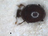  ( - RMNH.INS.1531767)  @11 [ ] by-nc-sa (2024) Unspecified Naturalis Biodiversity Centre