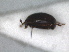  ( - RMNH.INS.1531771)  @11 [ ] by-nc-sa (2024) Unspecified Naturalis Biodiversity Centre