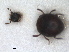  (Chaetabraeus - RMNH.INS.1531780)  @11 [ ] by-nc-sa (2024) Unspecified Naturalis Biodiversity Centre