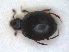  ( - RMNH.INS.1531781)  @11 [ ] by-nc-sa (2024) Unspecified Naturalis Biodiversity Centre