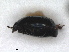  ( - RMNH.INS.1531785)  @11 [ ] by-nc-sa (2024) Unspecified Naturalis Biodiversity Centre