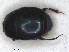  (Chalcionellus amoenus - RMNH.INS.1531786)  @11 [ ] by-nc-sa (2024) Unspecified Naturalis Biodiversity Centre