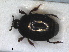  ( - RMNH.INS.1531792)  @11 [ ] by-nc-sa (2024) Unspecified Naturalis Biodiversity Centre