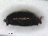  (Chalcionellus - RMNH.INS.1531793)  @11 [ ] by-nc-sa (2024) Unspecified Naturalis Biodiversity Centre