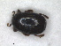  ( - RMNH.INS.1531794)  @11 [ ] by-nc-sa (2024) Unspecified Naturalis Biodiversity Centre
