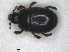  (Diplostix - RMNH.INS.1531795)  @11 [ ] by-nc-sa (2024) Unspecified Naturalis Biodiversity Centre