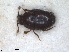  ( - RMNH.INS.1531799)  @11 [ ] by-nc-sa (2024) Unspecified Naturalis Biodiversity Centre
