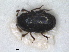  ( - RMNH.INS.1531800)  @11 [ ] by-nc-sa (2024) Unspecified Naturalis Biodiversity Centre