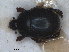  (Exaesiopus grossipes - RMNH.INS.1531808)  @11 [ ] by-nc-sa (2024) Unspecified Naturalis Biodiversity Centre