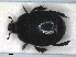  ( - RMNH.INS.1531822)  @11 [ ] by-nc-sa (2024) Unspecified Naturalis Biodiversity Centre