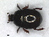  (Hypocacculus elongatulus - RMNH.INS.1531843)  @11 [ ] by-nc-sa (2024) Unspecified Naturalis Biodiversity Centre