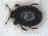  ( - RMNH.INS.1531859)  @11 [ ] by-nc-sa (2024) Unspecified Naturalis Biodiversity Centre