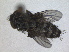  ( - RMNH.INS.1531889)  @11 [ ] by-nc-sa (2024) Unspecified Naturalis Biodiversity Centre