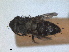  ( - RMNH.INS.1531893)  @11 [ ] by-nc-sa (2024) Unspecified Naturalis Biodiversity Centre