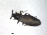  ( - RMNH.INS.1531910)  @11 [ ] by-nc-sa (2024) Unspecified Naturalis Biodiversity Centre