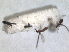  ( - RMNH.INS.1531911)  @11 [ ] by-nc-sa (2024) Unspecified Naturalis Biodiversity Centre