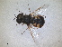  ( - RMNH.INS.1531931)  @11 [ ] by-nc-sa (2024) Unspecified Naturalis Biodiversity Centre