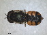  ( - RMNH.INS.1531932)  @11 [ ] by-nc-sa (2024) Unspecified Naturalis Biodiversity Centre