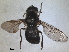  (Cheilosia griseiventris - RMNH.INS.1531950)  @11 [ ] by-nc-sa (2024) Unspecified Naturalis Biodiversity Centre
