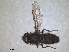  ( - RMNH.INS.1531951)  @11 [ ] by-nc-sa (2024) Unspecified Naturalis Biodiversity Centre