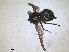  ( - RMNH.INS.1531952)  @11 [ ] by-nc-sa (2024) Unspecified Naturalis Biodiversity Centre