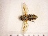  (Tabanus rectus - RMNH.INS.1531969)  @11 [ ] by-nc-sa (2024) Unspecified Naturalis Biodiversity Centre