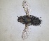  ( - RMNH.INS.1531971)  @11 [ ] by-nc-sa (2024) Unspecified Naturalis Biodiversity Centre