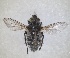  ( - RMNH.INS.1531972)  @11 [ ] by-nc-sa (2024) Unspecified Naturalis Biodiversity Centre