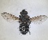  ( - RMNH.INS.1531973)  @11 [ ] by-nc-sa (2024) Unspecified Naturalis Biodiversity Centre