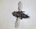  ( - RMNH.INS.1531977)  @11 [ ] by-nc-sa (2024) Unspecified Naturalis Biodiversity Centre