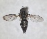  ( - RMNH.INS.1531978)  @11 [ ] by-nc-sa (2024) Unspecified Naturalis Biodiversity Centre