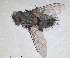  ( - RMNH.INS.1531982)  @11 [ ] by-nc-sa (2024) Unspecified Naturalis Biodiversity Centre