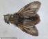  (Ectophasia leucoptera - RMNH.INS.1531983)  @11 [ ] by-nc-sa (2024) Unspecified Naturalis Biodiversity Centre