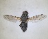  (Estheria bohemani - RMNH.INS.1531989)  @11 [ ] by-nc-sa (2024) Unspecified Naturalis Biodiversity Centre
