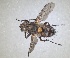  (Estheria picta - RMNH.INS.1531995)  @11 [ ] by-nc-sa (2024) Unspecified Naturalis Biodiversity Centre