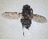  ( - RMNH.INS.1531997)  @11 [ ] by-nc-sa (2024) Unspecified Naturalis Biodiversity Centre