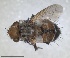  ( - RMNH.INS.1532001)  @11 [ ] by-nc-sa (2024) Unspecified Naturalis Biodiversity Centre